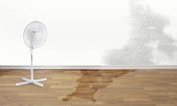 Best Mold removal after water damage  in Amesti, CA